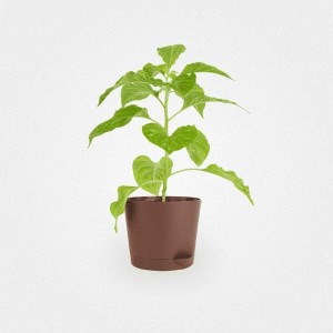 Набор для выращивания растений Plant Republic Перец острый Хабанеро Хот pr-001