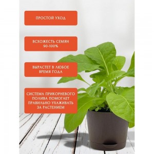Набор для выращивания растений Plant Republic Махорка pr-012