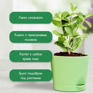 Набор для выращивания растений Plant Republic Чайные травы pr-021