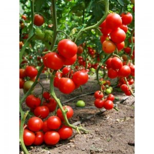 Грунт для томатов и перцев Сила Суздаля Black, 5 л 4680004061588