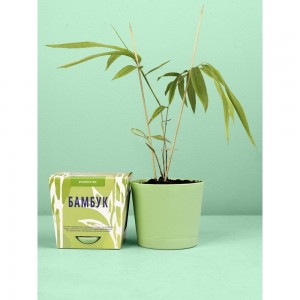 Набор для выращивания растений Тысяча Листьев Бамбук tl-019