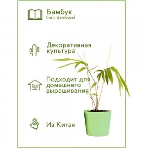 Набор для выращивания растений Тысяча Листьев Бамбук tl-019