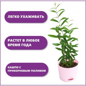 Набор для выращивания растений Тысяча Листьев гранат обыкновенный tl-031