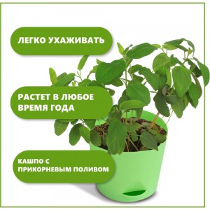 Набор для выращивания растений Тысяча Листьев эвкалипт лимонный tl-036
