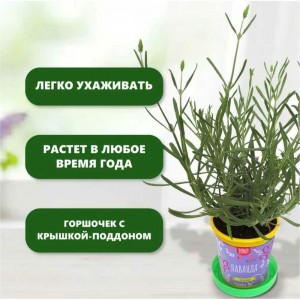 Подарочный набор для выращивания растений Вырасти,Дерево! Лаванда zk-116