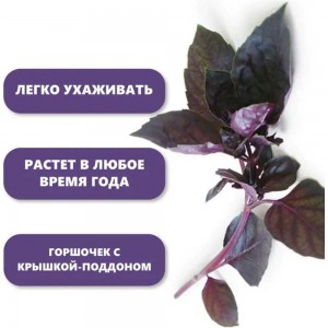 Набор для выращивания растений Вырасти,Дерево! Базилик фиолетовый zk-123