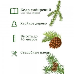 Набор для выращивания растений Вырасти,Дерево! Кедр сибирский zk-001