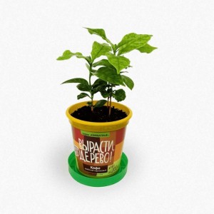 Набор для выращивания растений Вырасти,Дерево! Кофе арабский zk-012