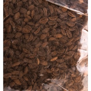 Семена Зеленый уголок Фацелия, 0.25 кг 4660001291294